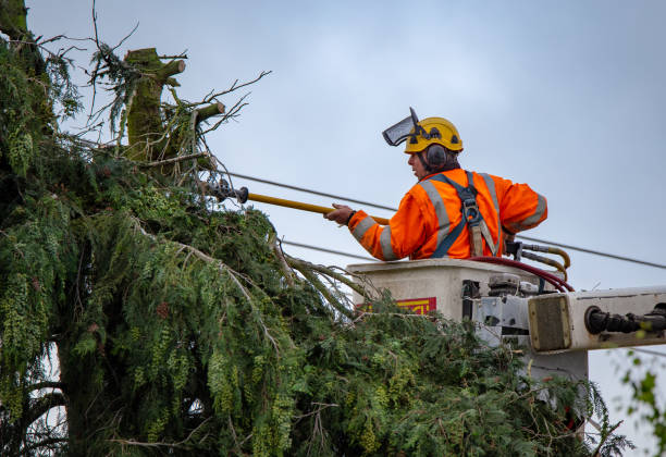 Trusted Boyertown, PA Tree Care Experts