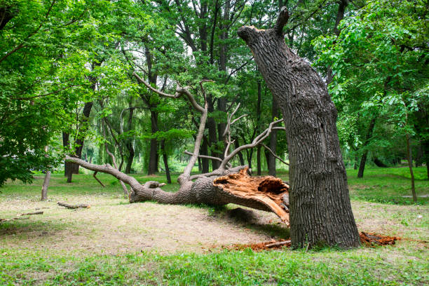 Best Tree Health Inspection  in Boyertown, PA