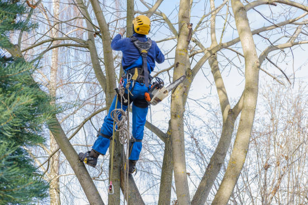 Best Tree and Shrub Care  in Boyertown, PA