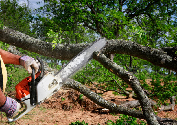 How Our Tree Care Process Works  in  Boyertown, PA
